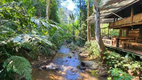Tranquil Stream Flowing Through Lush Green Tropical Forest Retreat Stock Photos