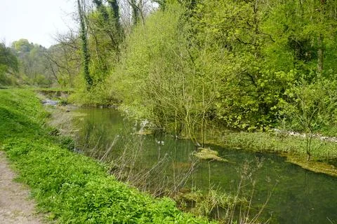 Tranquil Stream Flowing Through Lush Spring Woodland In Youlgrave, Peak Stock Photos