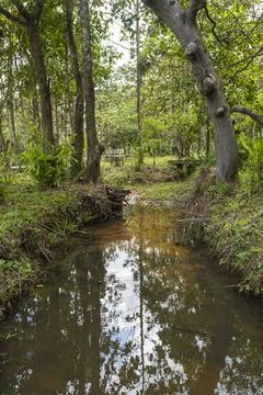 Tranquil stream flowing through a lush green forest with large trees and de.. Фото