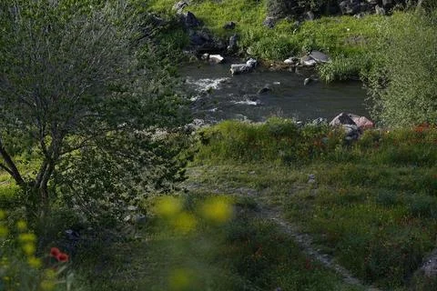 Tranquil Stream Flowing Through Natural Landscape 1 Stock Photos