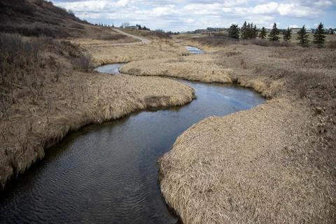 Tranquil Stream Flowing Through Tall Grass Stock Photos