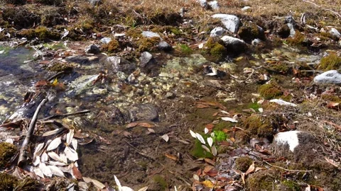 Tranquil stream with flowing water and autumn leaves, camera pans right Video stock 319437318
