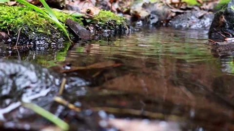 Tranquil stream flows gently through lush greenery in a serene forest setting 스톡 동영상 295333547
