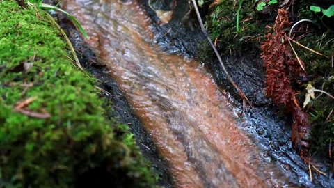 Tranquil stream flows gently through a vibrant forest in autumn light Stock-Footage 295333778