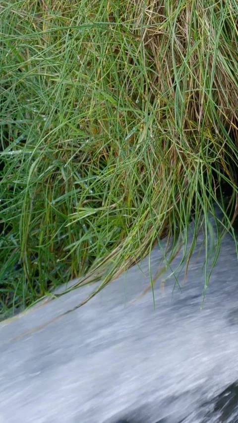 A tranquil stream flows gracefully through a vibrant patch of grass Vídeos de archivo 290084749