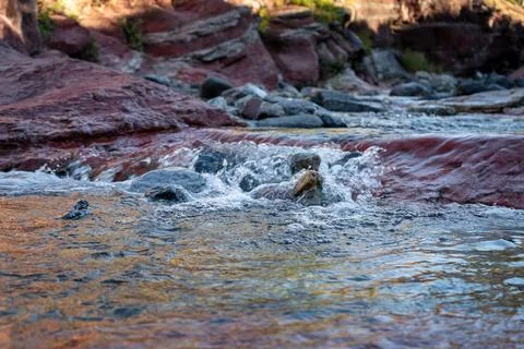 A tranquil stream flows over rocks, reflecting the red rock formations. Foto stock