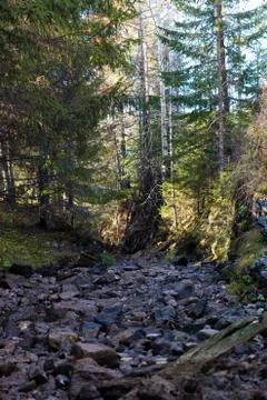 A tranquil stream flows over a rocky bed in a colorful autumn forest. Stock Photos