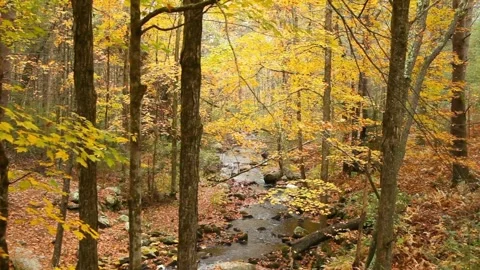 A tranquil stream flows through an autumn forest Stock Footage 312537616