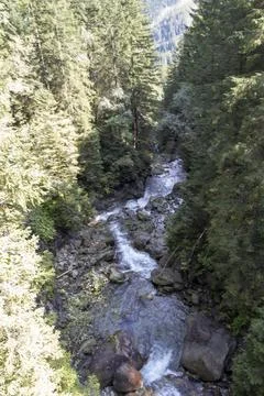 A tranquil stream flows through a dense forest, surrounded by towering trees and Stock Photos