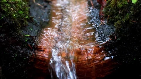 Tranquil stream flows through the forest, inviting nature's embrace Vídeo Stock 295334192