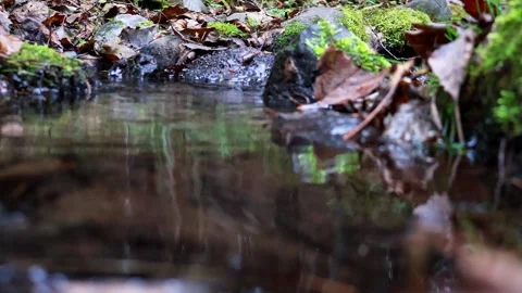 Tranquil stream flows through lush forest in serene nature setting Stock-Footage 295332710