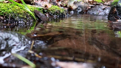 Tranquil stream flows through a lush forest in a serene escape 스톡 동영상 295333517