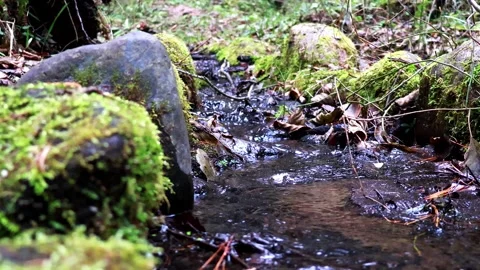 Tranquil stream flows through a lush forest in a serene escape Vídeos de archivo 295333989
