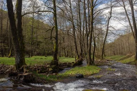 The tranquil stream flows through a serene forest with lush green grass and.. Stock Photos
