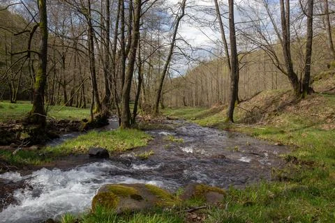 A tranquil stream flows through a vibrant green forest, creating a serene l.. Stock Photos