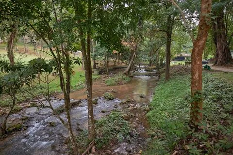 Tranquil Stream in Forest Park Stock Photos