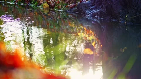 Tranquil stream with forest reflections, sunlight on the water, and swaying.. Stock Footage 256180624
