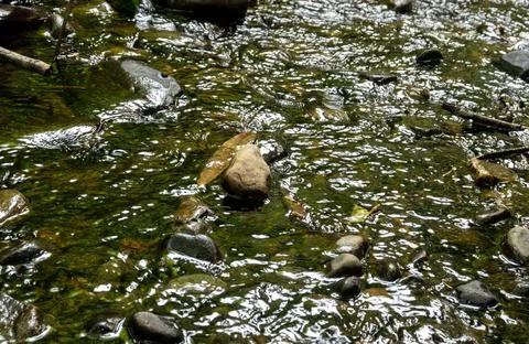 A Tranquil Stream Gently Flowing Over Smooth Rocks in a Beautiful GreenHued Stock Photos