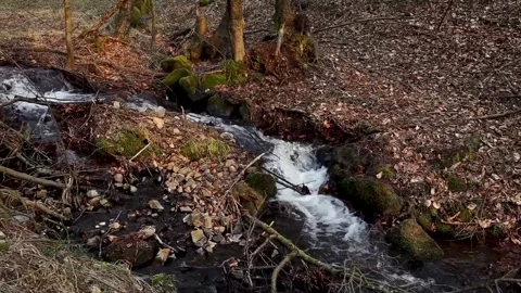 The Tranquil Stream Gently Flowing Through Beautiful Autumn Leaves in Vibrant Stock Footage 315974325