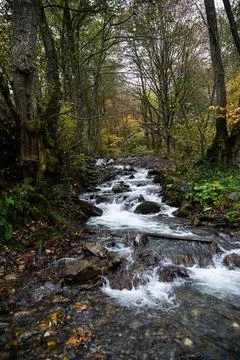 A Tranquil Stream Gently Flowing Through a Beautiful and Serene Autumn Forest Stock Photos