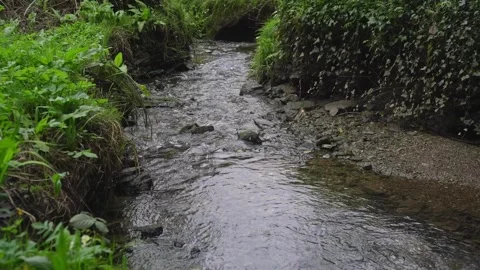 Tranquil stream with natural sound, birds and flowing water in green woodland Stock Footage 332077053