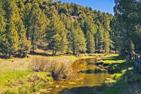 Tranquil Stream in a Pine Forest Stock Photos