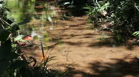 A tranquil stream with small fish in the Peruvian Amazon Stock Footage 11081667