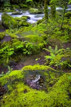 Tranquil Stream in the Smokies Stock Photos