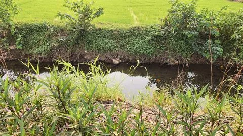 Tranquil Stream Surrounded by Lush Green Fields Stock Photos