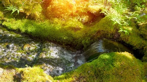 Tranquil Stream Water in Green Moss Nature Environment, Forest Water Flow Beauty Video stock 108690463