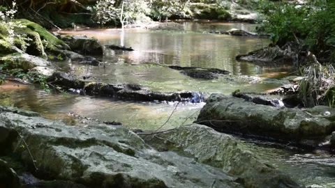TRANQUIL STREAM IN THE WOODS Stock Footage 132455224