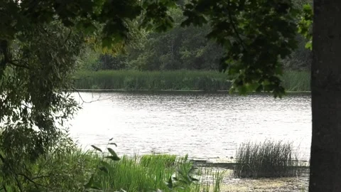 Tranquil summer day on a quiet river Stock Footage 106406884