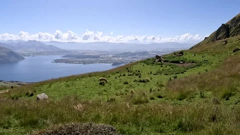 Tranquil Summer Landscape of Roys Peak Slopes with Sheep grazing the Grass,.. Stock-Footage 295011657