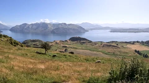 Tranquil Summer Landscape of Roys Peak Slopes with Sheep grazing the Grass,.. Stock Footage 295011703