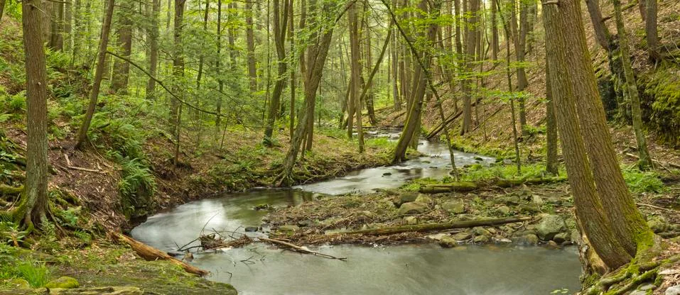 Tranquil Summer Stream Stock Photos