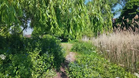 Tranquil summer walk along a leafy path in a botanical London park Stock Footage 309762624