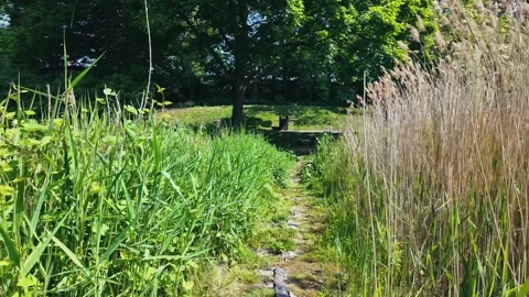 Tranquil summer walk along a leafy path in a botanical London park Stock Footage 309762629