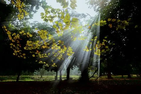 Tranquil sun rays coming down through foliage in winter morning, Howrah, We.. Stock Photos