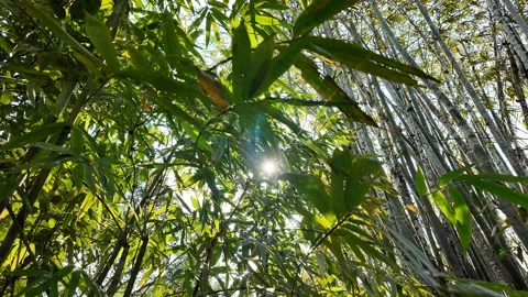 Tranquil Sunlight in Bamboo Forest Stock Footage 288683855