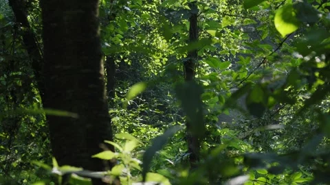 Tranquil Sunlit Forest Interior - 4K Static Nature Footage Stock Footage 337495765