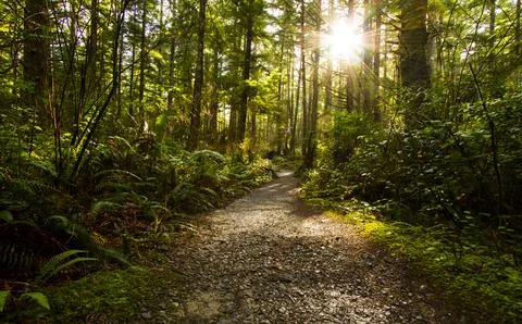 Tranquil Sunlit Forest Pathway Through Woodlands Foto stock