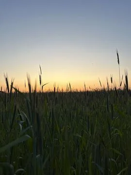 A tranquil sunset casts a warm glow over a field of golden wheat, highlightin Stock Photos