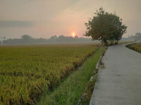 Tranquil Sunset over Rural Farm Field with Crops and Trees 스톡 사진