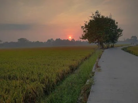 Tranquil Sunset over Rural Farm Field with Crops and Trees 스톡 사진