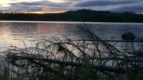 Tranquil sunset scene over calm lake, with fallen tree silhouetted in foreground Stock Footage 318196078