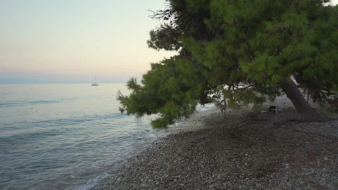 Tranquil Sunset at Seaside with Lush Greenery Video stock 321676154