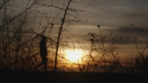 Tranquil Sunset Silhouettes Against a Warm Evening Sky Stock Footage 268914526