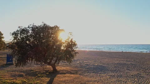 A tranquil sunset view over a serene beach with a lone tree Stock Footage 290096432