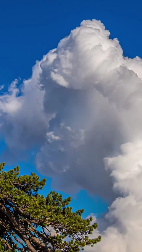 Tranquil Timelapse of Fluffy Clouds in Blue Sky with Tree in Frame Stock Footage 316582918