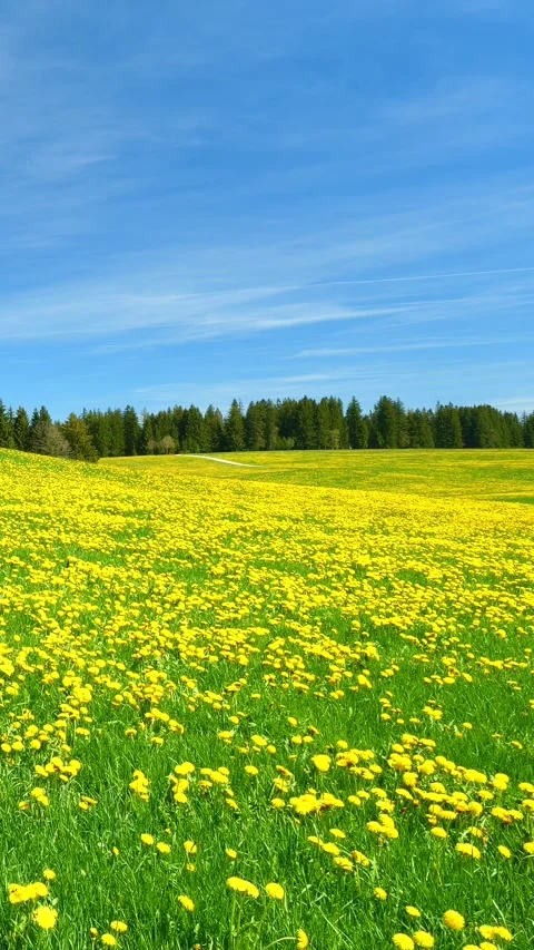 A Tranquil Timelapse of Spring, Featuring Green Fields and Vibrant Dandelion Stock Footage 309221001